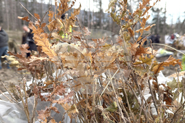 Шипка - залесяване