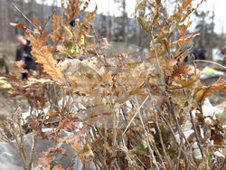 Шипка - залесяване
