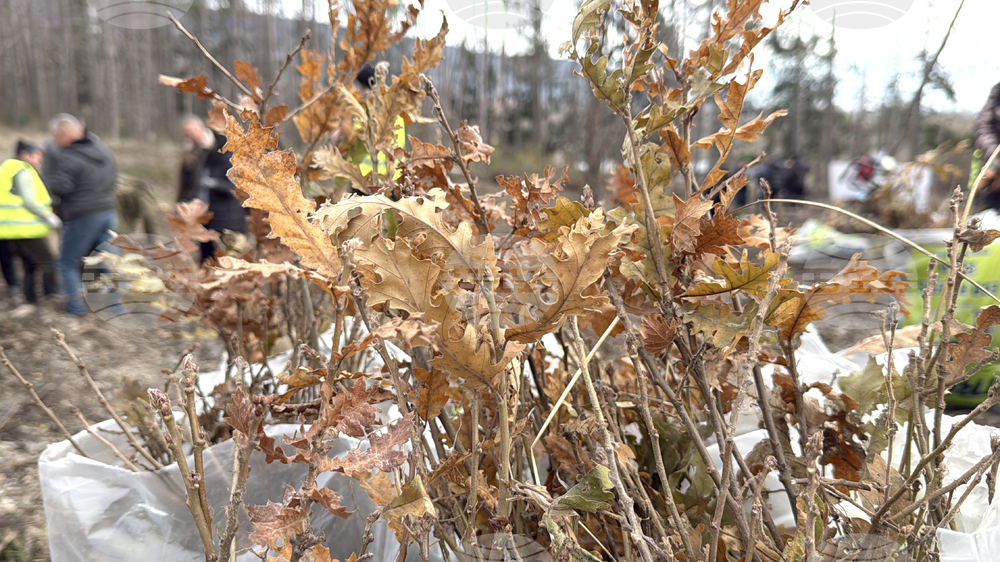 Шипка - залесяване