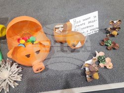 Стара Загора - конкурс „Млад еколог“ - награждаване