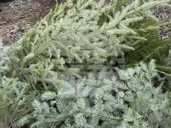 Самоков - Държавно горско стопанство - коледни елхи