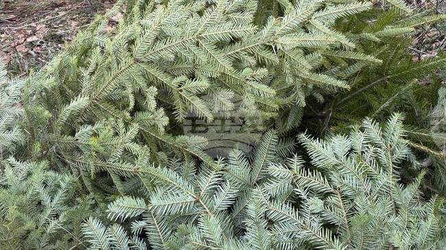 Регионалната дирекция по горите в Кюстендил започва засилени проверки за незаконно добити елхи