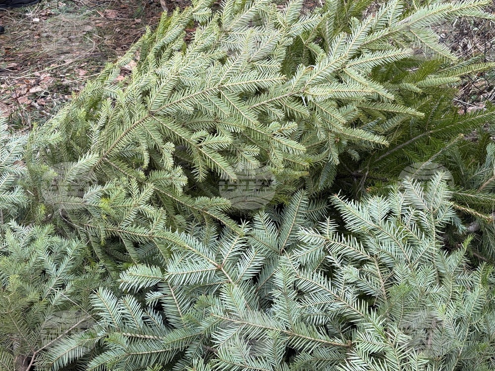 Регионалната дирекция по горите в Кюстендил започва засилени проверки за незаконно добити елхи