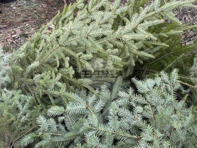 Регионалната дирекция по горите в Кюстендил започва засилени проверки за незаконно добити елхи