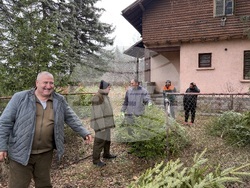 Самоков - Държавно горско стопанство - коледни елхи