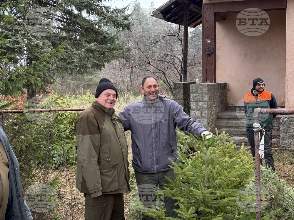 Самоков - Държавно горско стопанство - коледни елхи