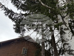 Самоков - Държавно горско стопанство - коледни елхи