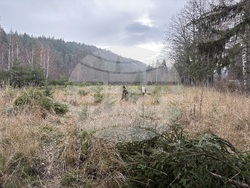 Самоков - Държавно горско стопанство - коледни елхи