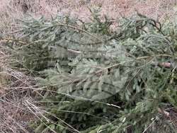 Самоков - Държавно горско стопанство - коледни елхи