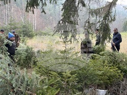 Самоков - Държавно горско стопанство - коледни елхи