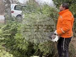 Самоков - Държавно горско стопанство - коледни елхи