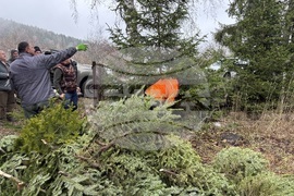 Самоков - Държавно горско стопанство - коледни елхи