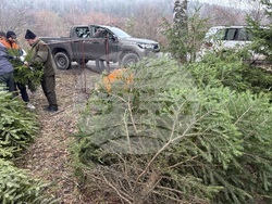 Самоков - Държавно горско стопанство - коледни елхи