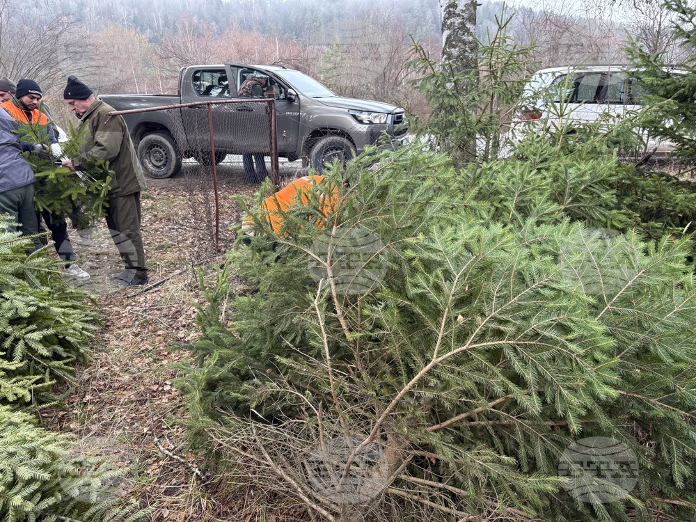 Самоков - Държавно горско стопанство - коледни елхи