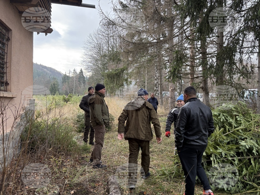 Самоков - Държавно горско стопанство - коледни елхи