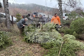 Самоков - Държавно горско стопанство - коледни елхи