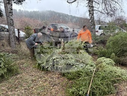 Самоков - Държавно горско стопанство - коледни елхи