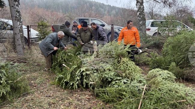 Държавно горско стопанство – Самоков има готовност да осигури от 500 до 1000 елхи