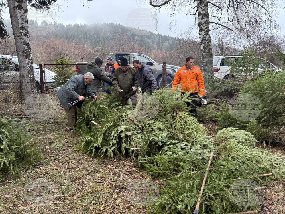 Държавно горско стопанство – Самоков има готовност да осигури от 500 до 1000 елхи