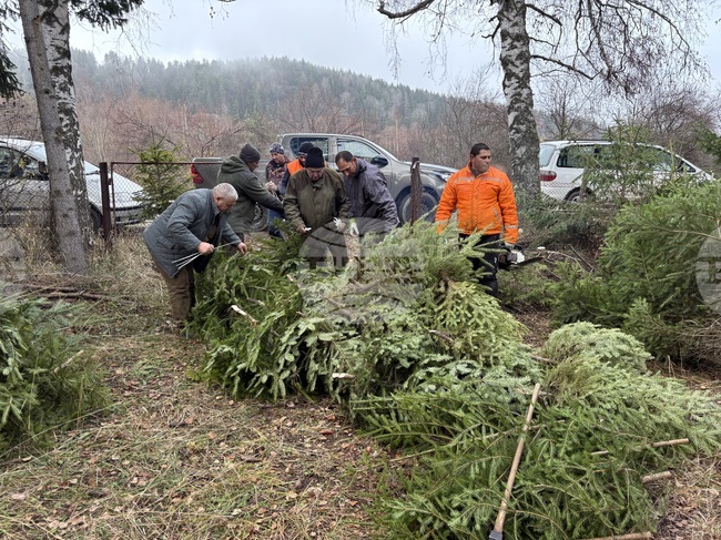 Държавно горско стопанство – Самоков има готовност да осигури от 500 до 1000 елхи