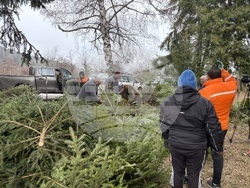 Самоков - Държавно горско стопанство - коледни елхи