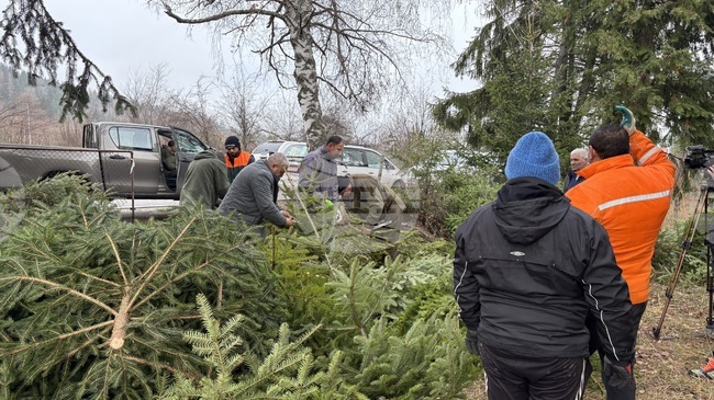 Община Самоков организира кампания за разделно събиране на естествени елхи 