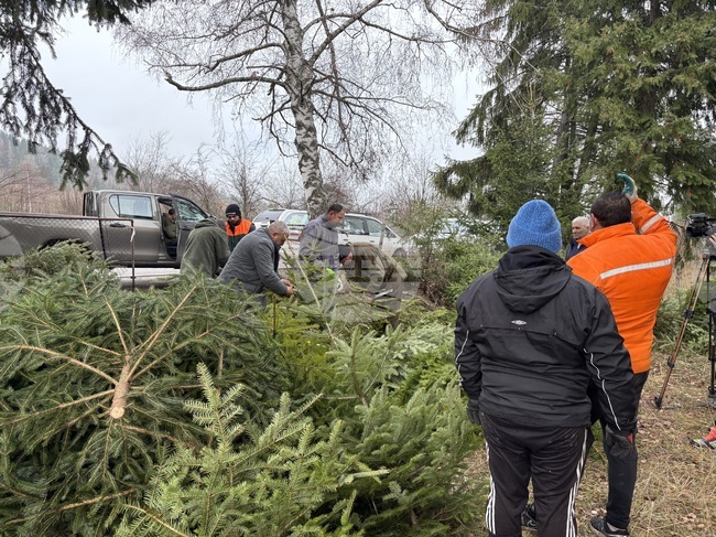 Община Самоков организира кампания за разделно събиране на естествени елхи 