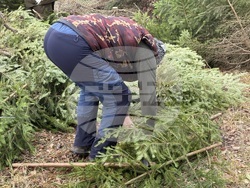 Самоков - Държавно горско стопанство - коледни елхи