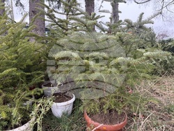 Самоков - Държавно горско стопанство - коледни елхи