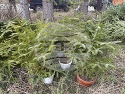 Самоков - Държавно горско стопанство - коледни елхи