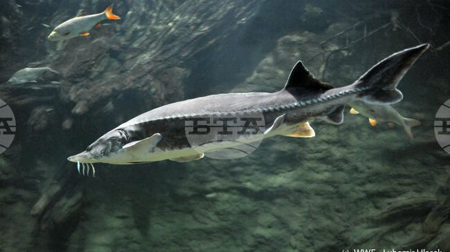 Bulgaria Bans Sturgeon Fishing in Danube and Black Sea 
