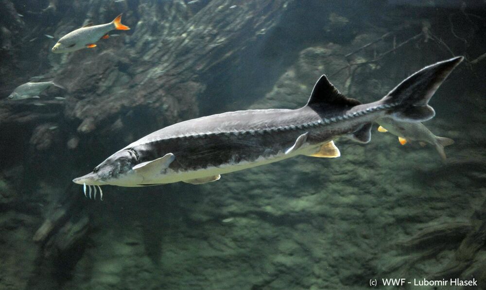 Bulgaria Bans Sturgeon Fishing in Danube and Black Sea 