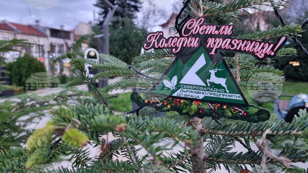 Пет поделения на Северозападно държавно предприятие – Враца продават коледни елхи