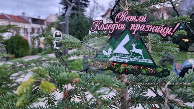 Пет поделения на Северозападно държавно предприятие – Враца продават коледни елхи
