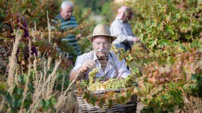 КНА: Кипърското вино „Командария“ влезе в Списъка на ЮНЕСКО за нематериално културно наследство