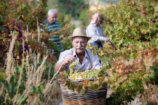КНА: Кипърското вино „Командария“ влезе в Списъка на ЮНЕСКО за нематериално културно наследство