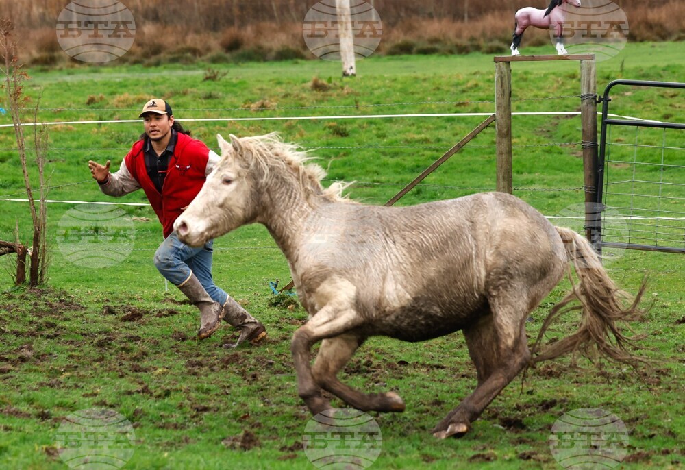 Конете могат да помиришат страха у хората, твърдят френски изследователи