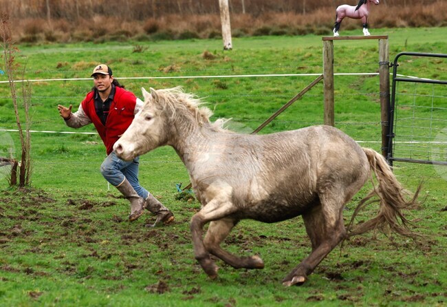Конете могат да помиришат страха у хората, твърдят френски изследователи