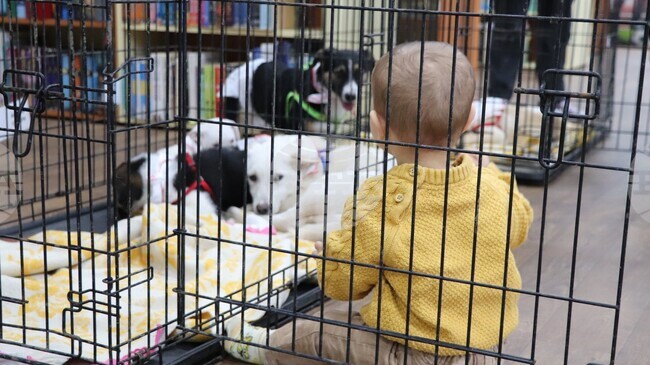 Кученца от Общинския приют за безстопанствени животни в Русе гостуват в местната библиотека