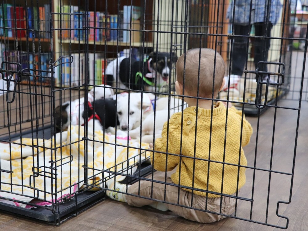 Кученца от Общинския приют за безстопанствени животни в Русе гостуват в местната библиотека