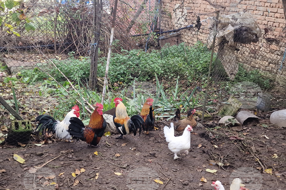 Две огнища на птичи грип са установени на териториите на област Пловдив и област Пазарджик от началото на годината