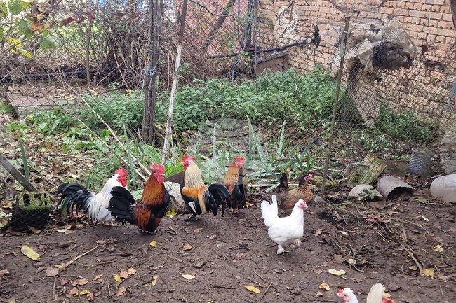 Две огнища на птичи грип са установени на териториите на област Пловдив и област Пазарджик от началото на годината