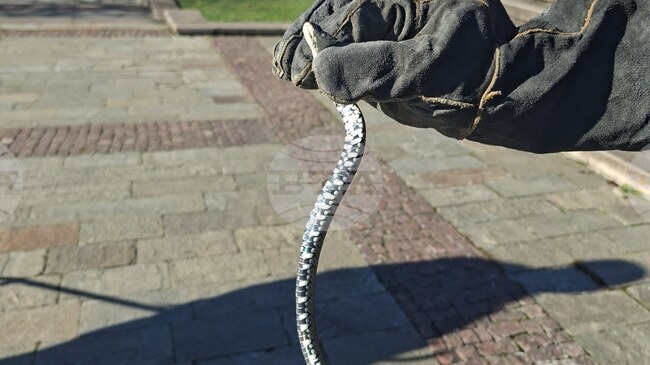 Служители на пожарната и аварийната безопасност уловиха змия в центъра на Смолян