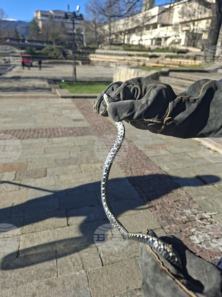 Служители на пожарната и аварийната безопасност уловиха змия в центъра на Смолян