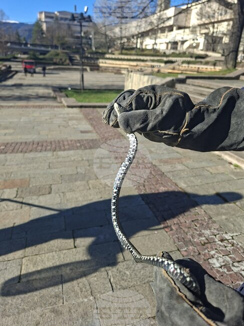 Служители на пожарната и аварийната безопасност уловиха змия в центъра на Смолян