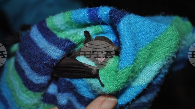 Прилепите живеят дълго и без признаци на остаряване, изучаването на имунната им система може да помогне на хората