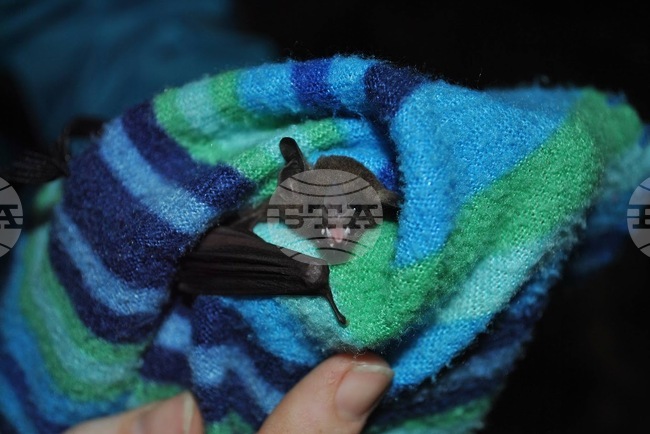 Прилепите живеят дълго и без признаци на остаряване, изучаването на имунната им система може да помогне на хората