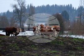 Extreme Weather Washington Flooding