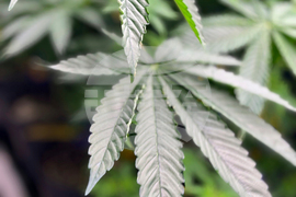 Medical Marijuana Alabama