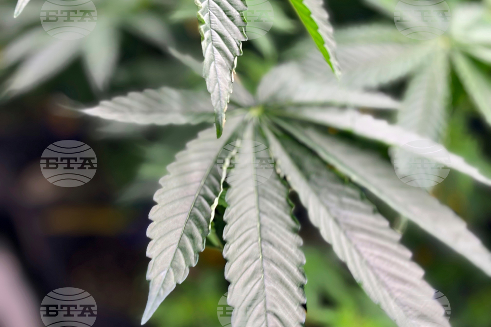 Medical Marijuana Alabama